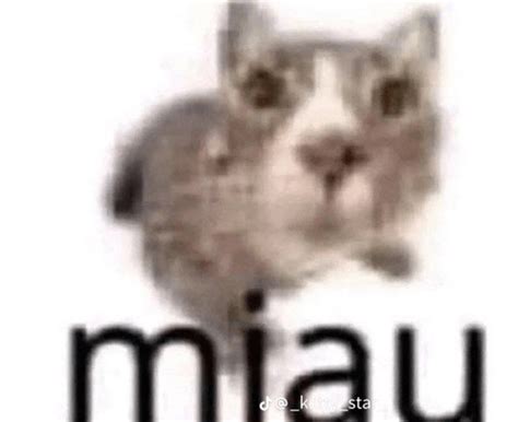 miau .
